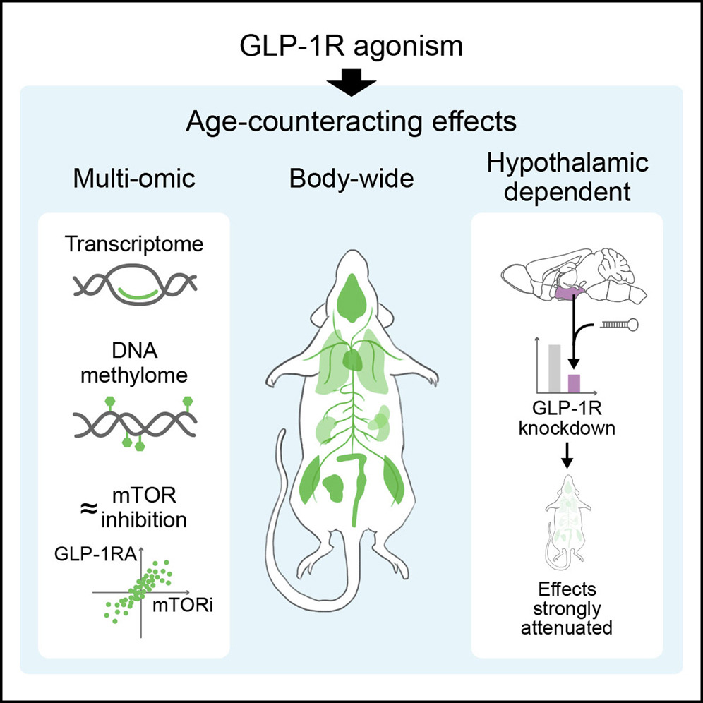 Glp 1