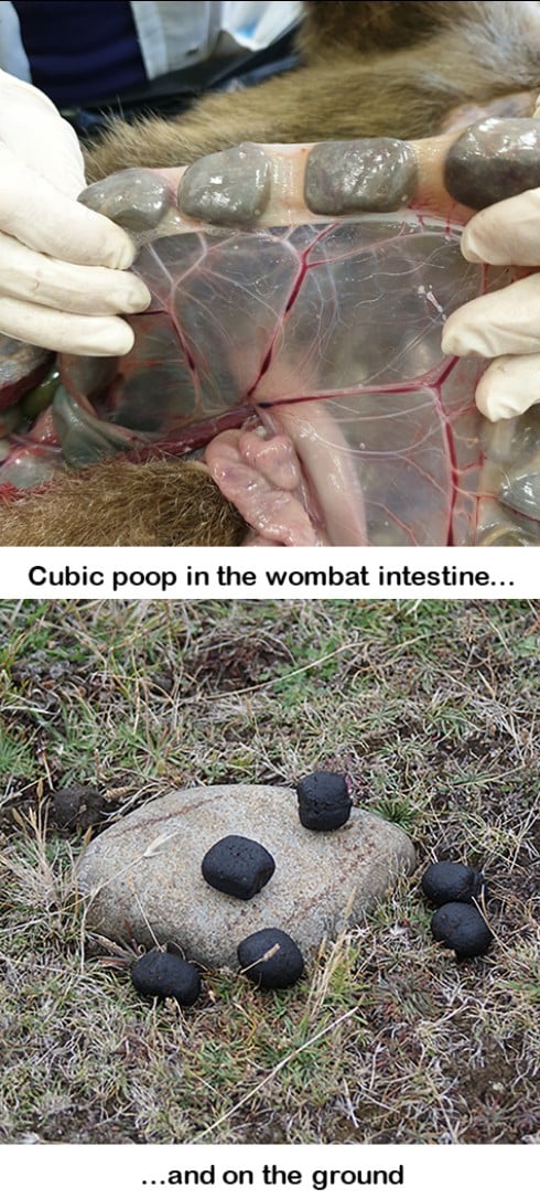 Excrément Wombat