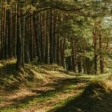 Forêt