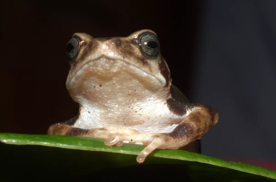 Nectophrynoides Luhomeroensis