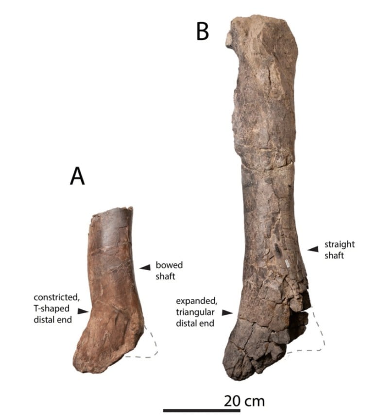 Bistahieversor Sealeyi