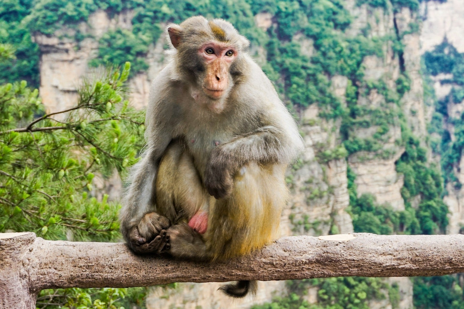 Macaque