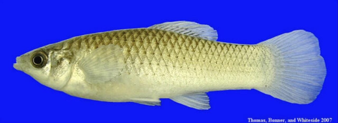 Cette espèce de poisson est unique au monde : elle vit et se reproduit ...
