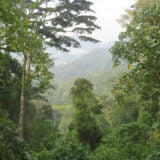 Ouganda Guerre Civile Animaux Chimpanzes