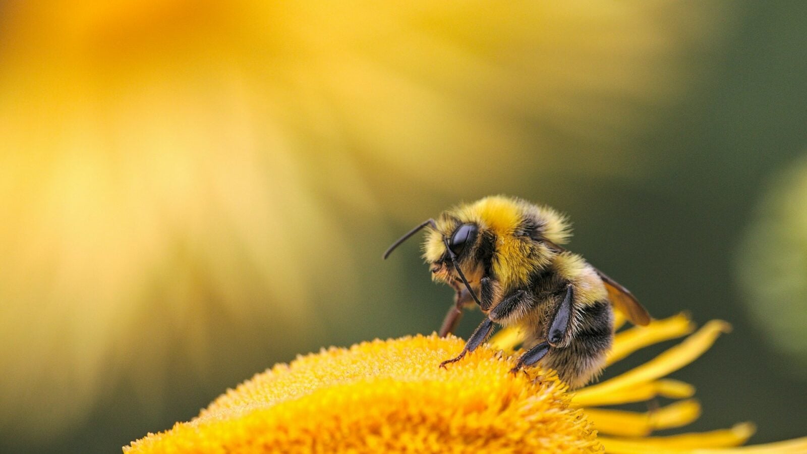 Les insectes pollinisateurs disparaissent à une vitesse inquiétante. Un effondrement écologique qui menace votre nutrition et votre santé