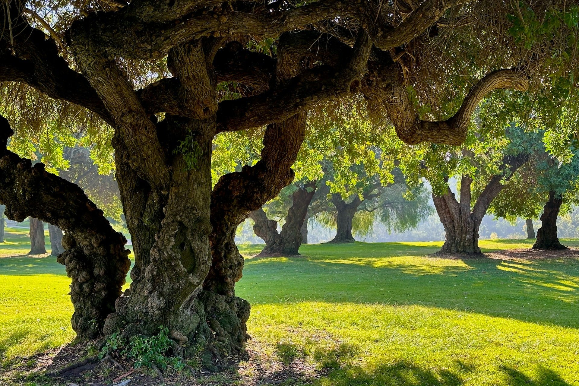 Arbres