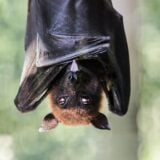 Chauve Souris, Ebola