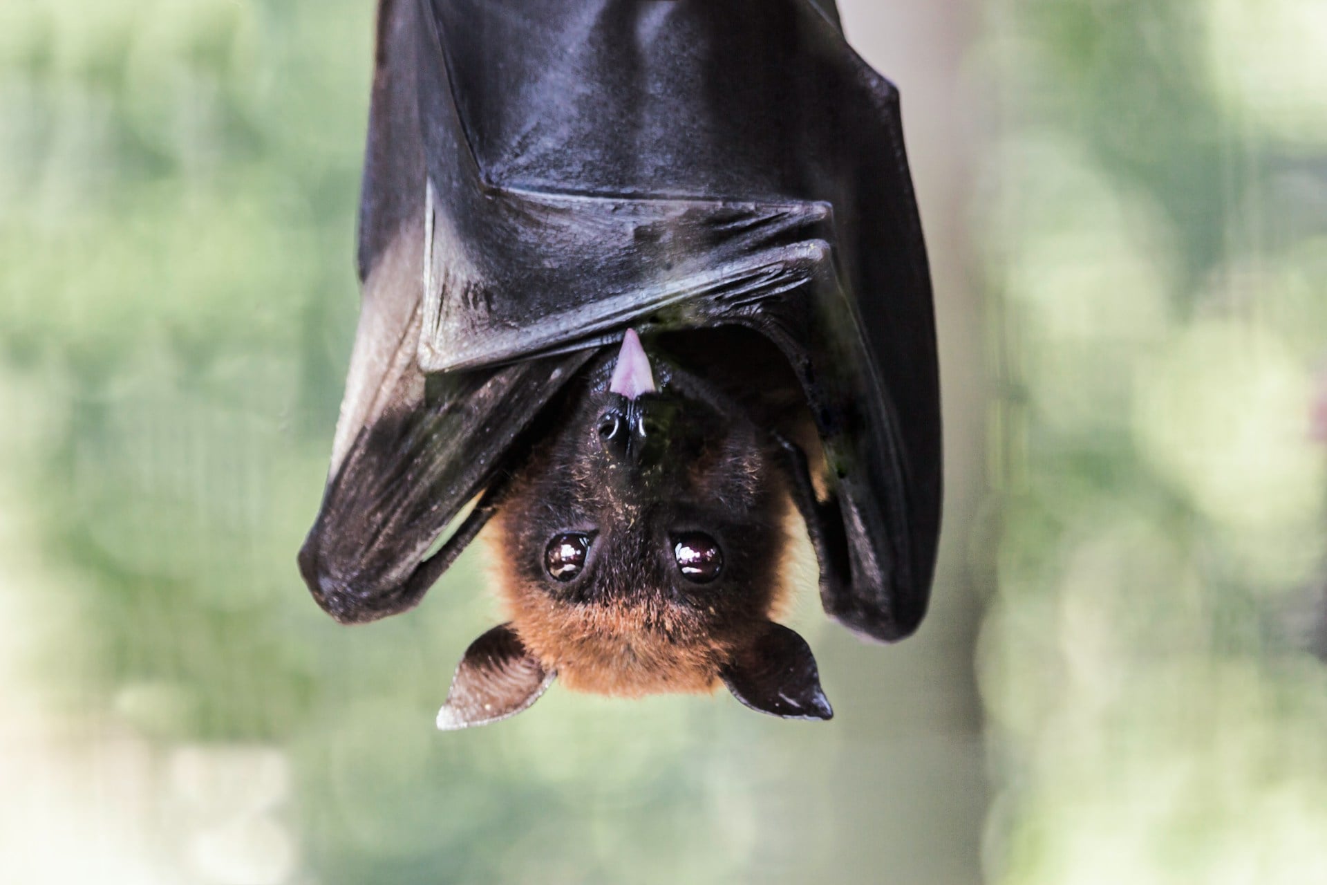 Chauve Souris, Ebola