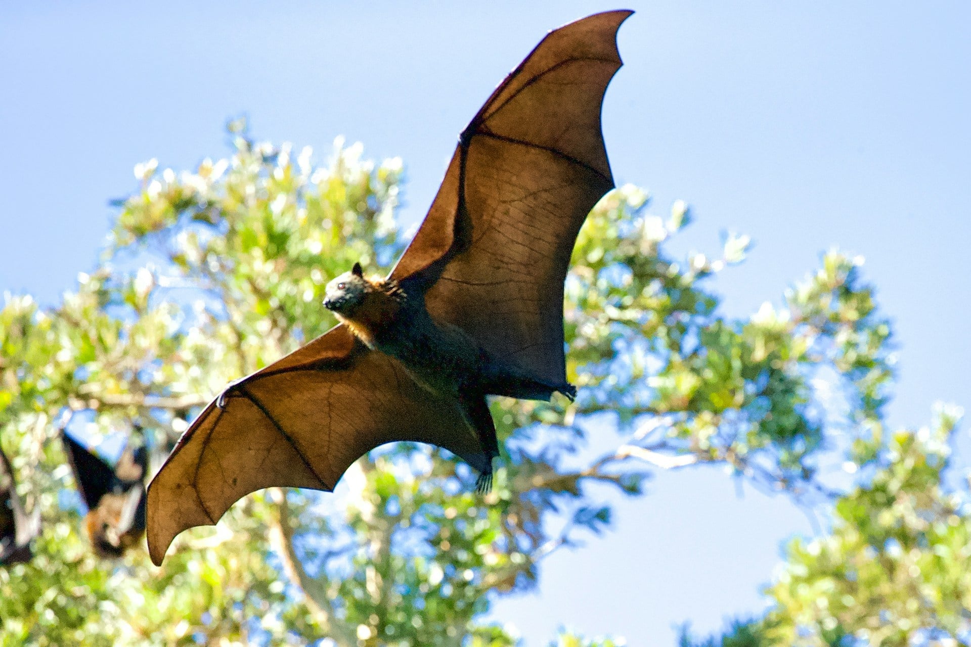 Chauve Souris