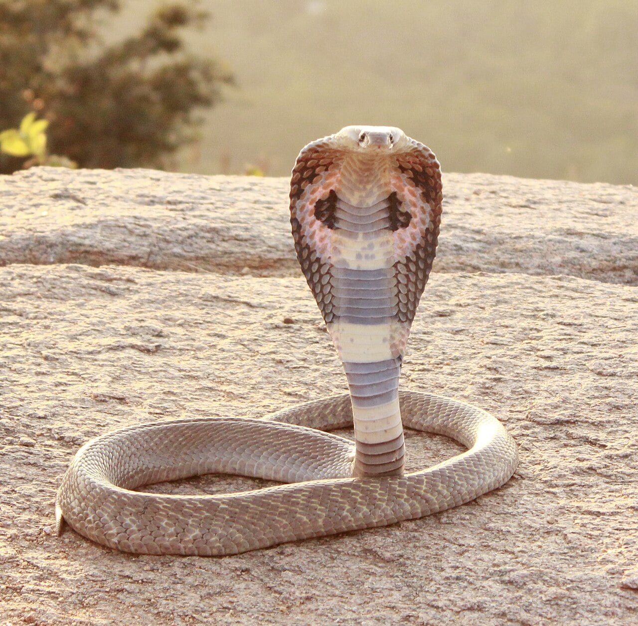 Cobra à Lunettes