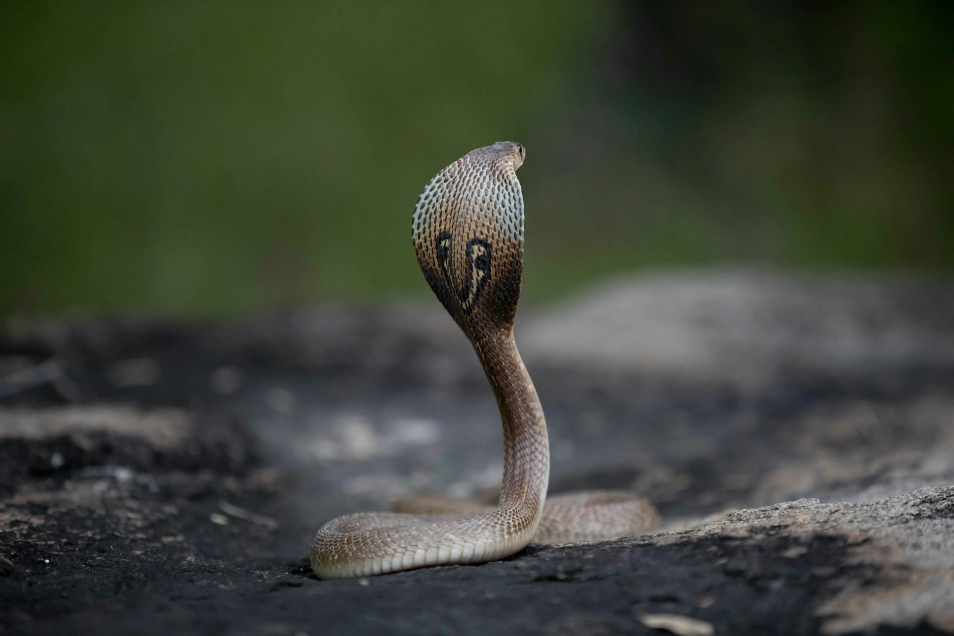 Cobra