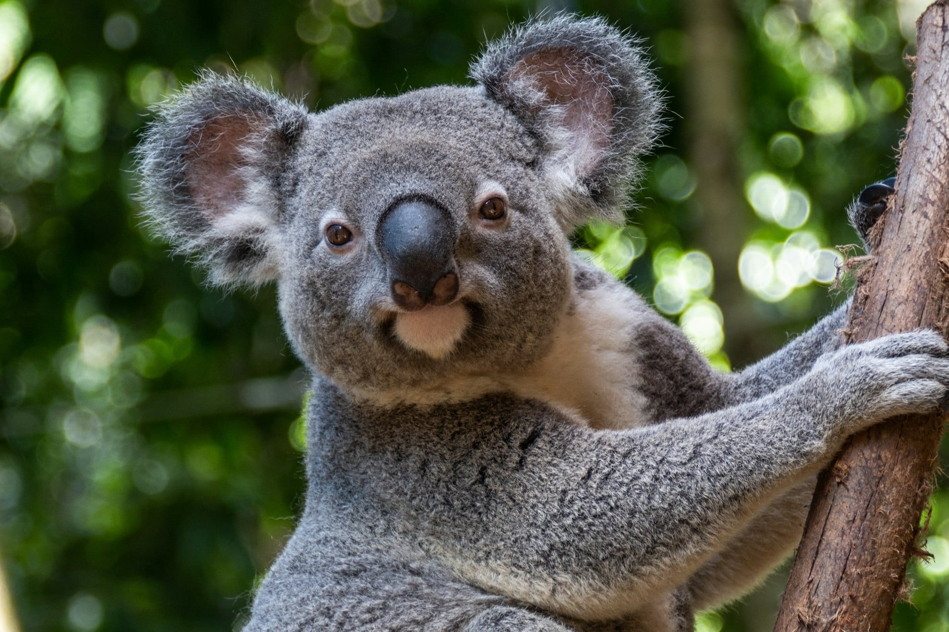 Koala