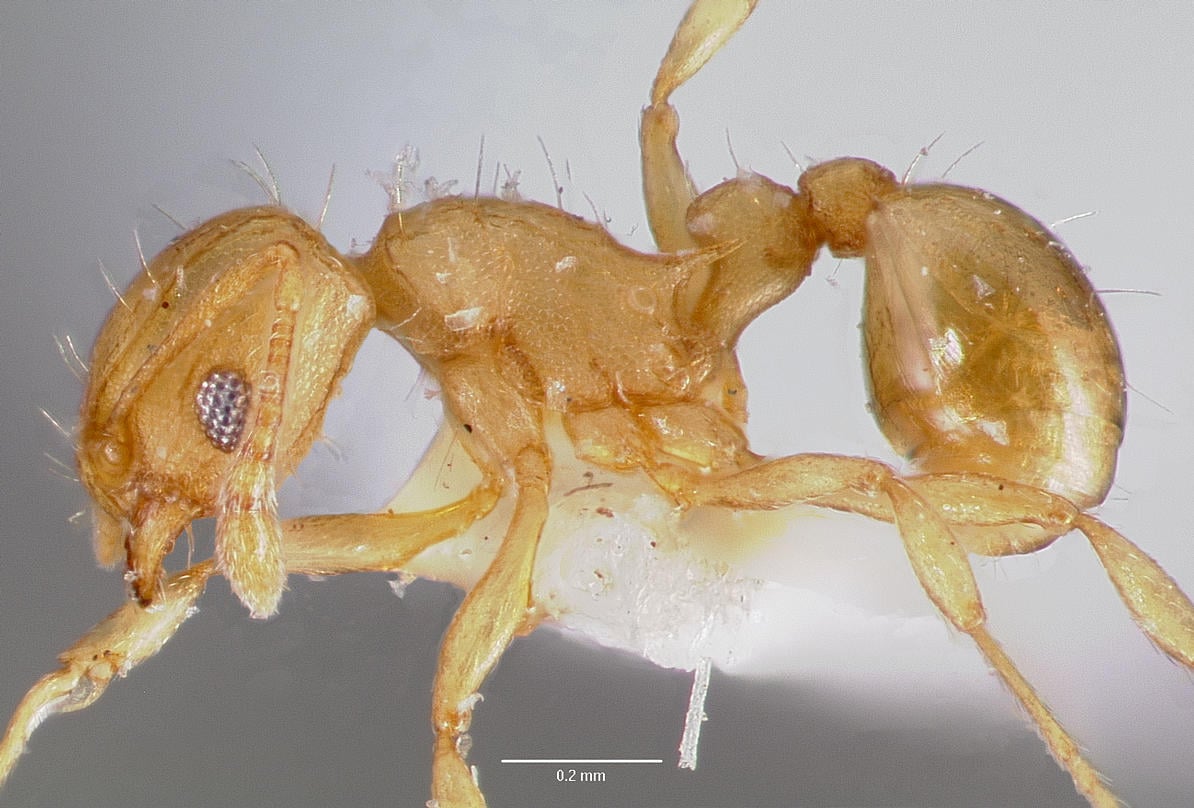 Wasmannia Auropunctata