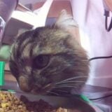 Chat