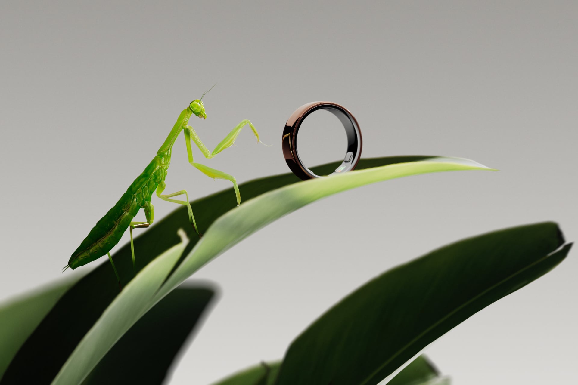 Oura Ring 5 Pink Gold 2026