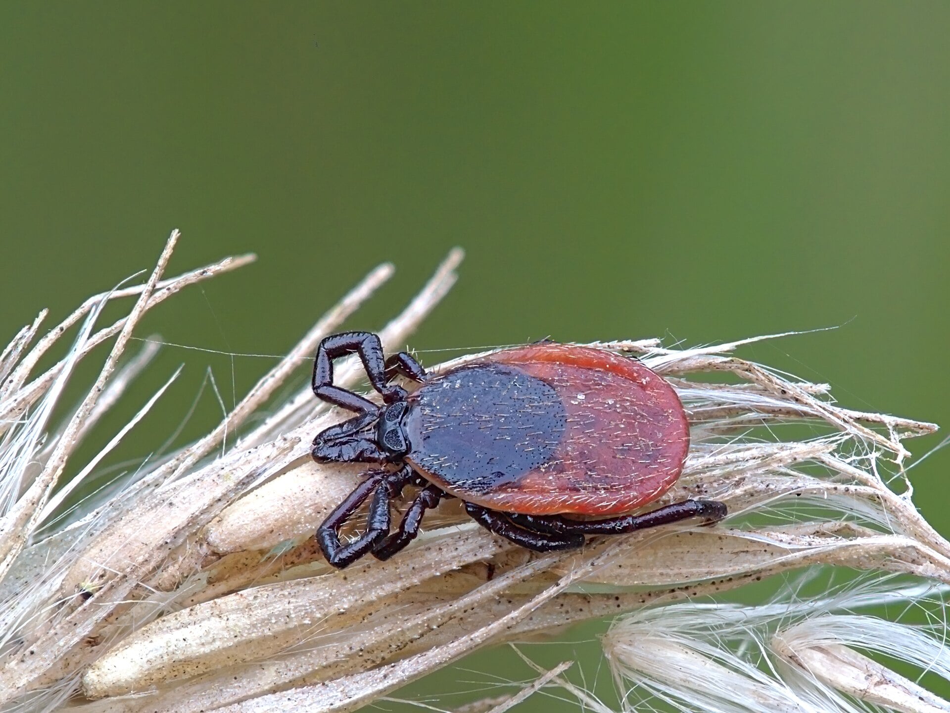 Ixodes Ricinus