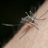 Moustique (2)
