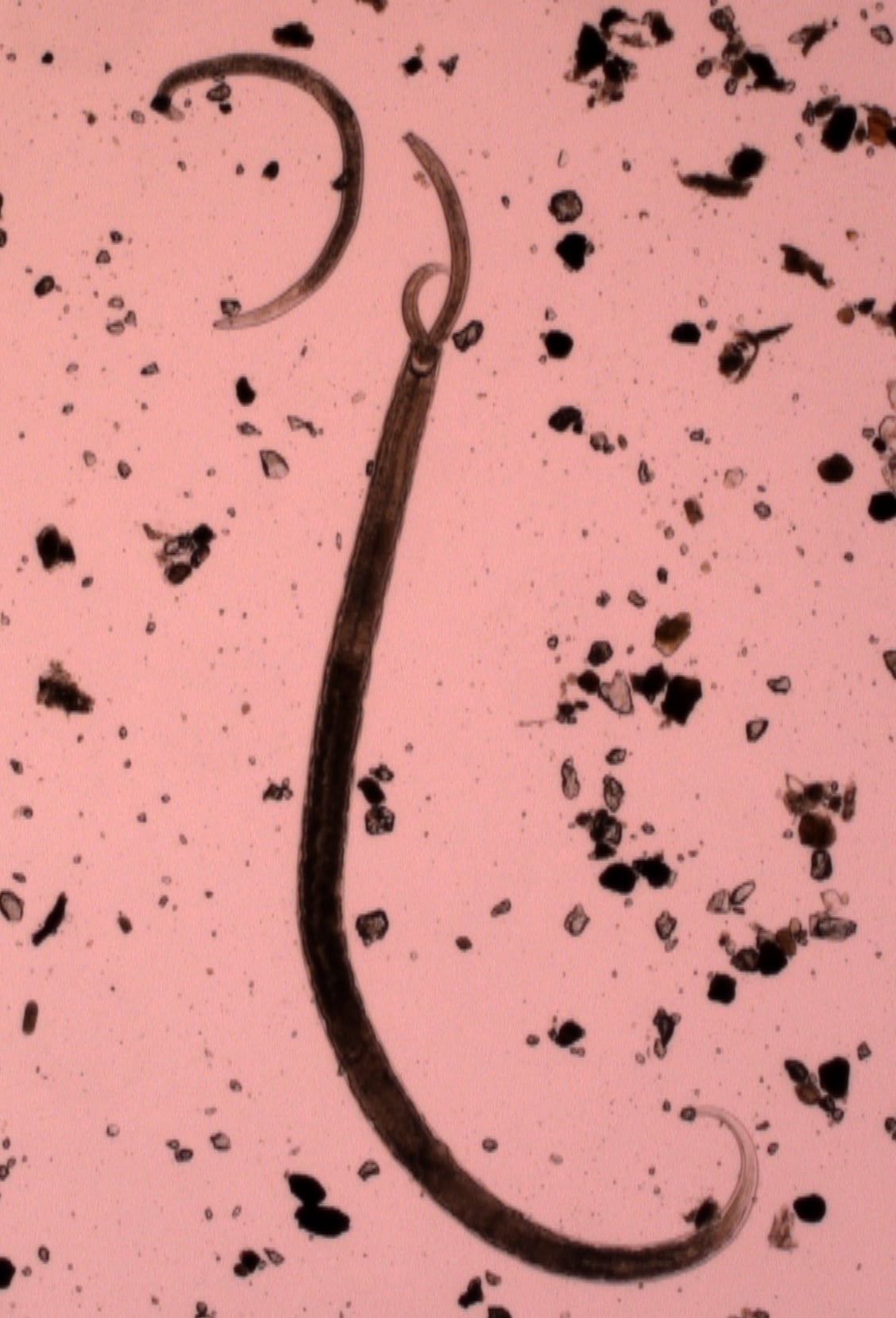 Nématode