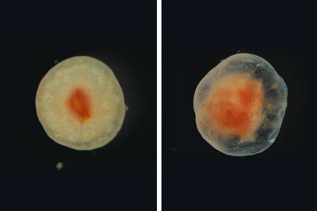 Psolus Fabricii 2