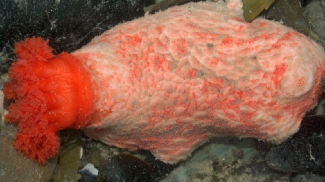Psolus Fabricii