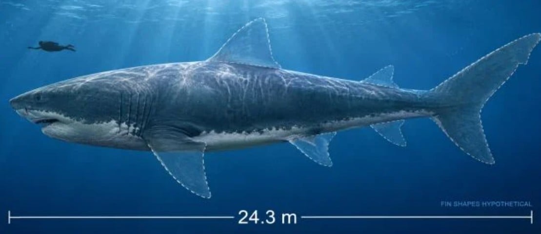 Taille Mégalodon