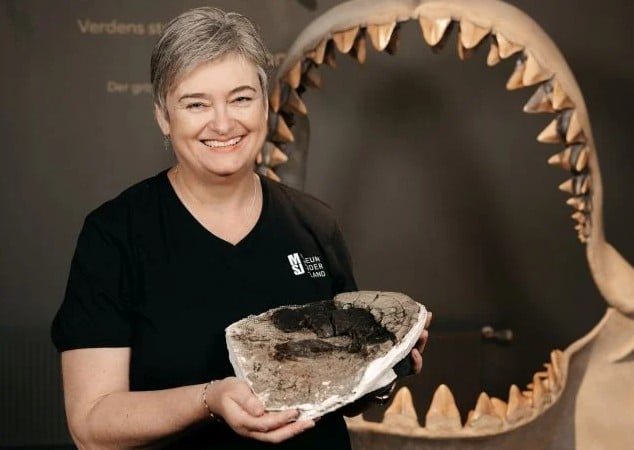 Vertèbre Mégalodon