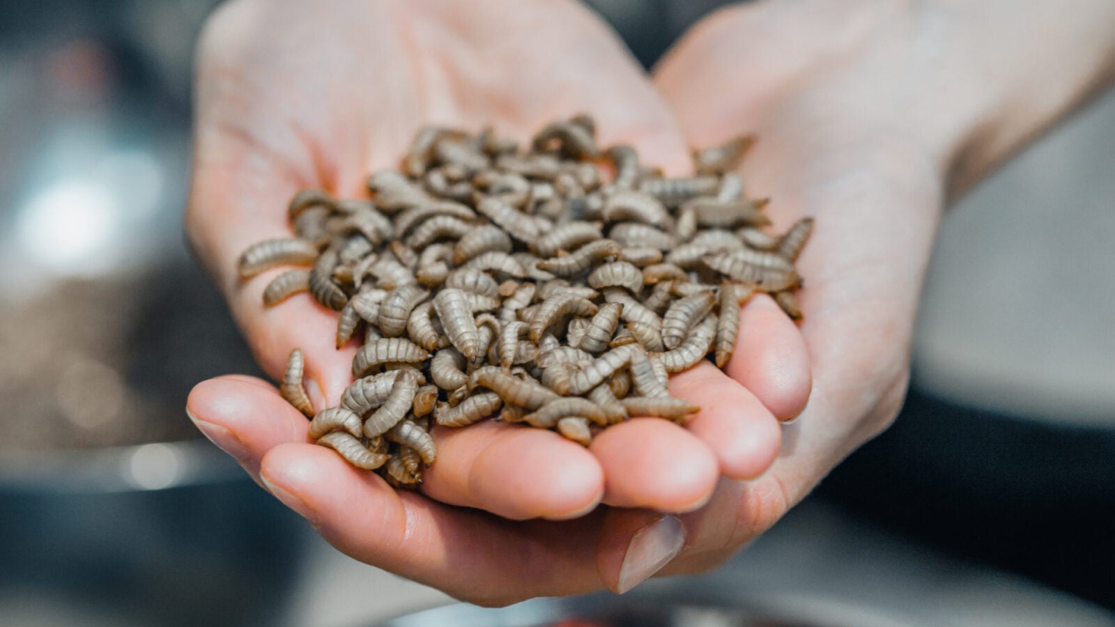 La recette très spéciale de la dernière startup d’élevage d’insectes en France dédiée à l’alimentation