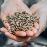 Innovafeed Recette Insectes Larves