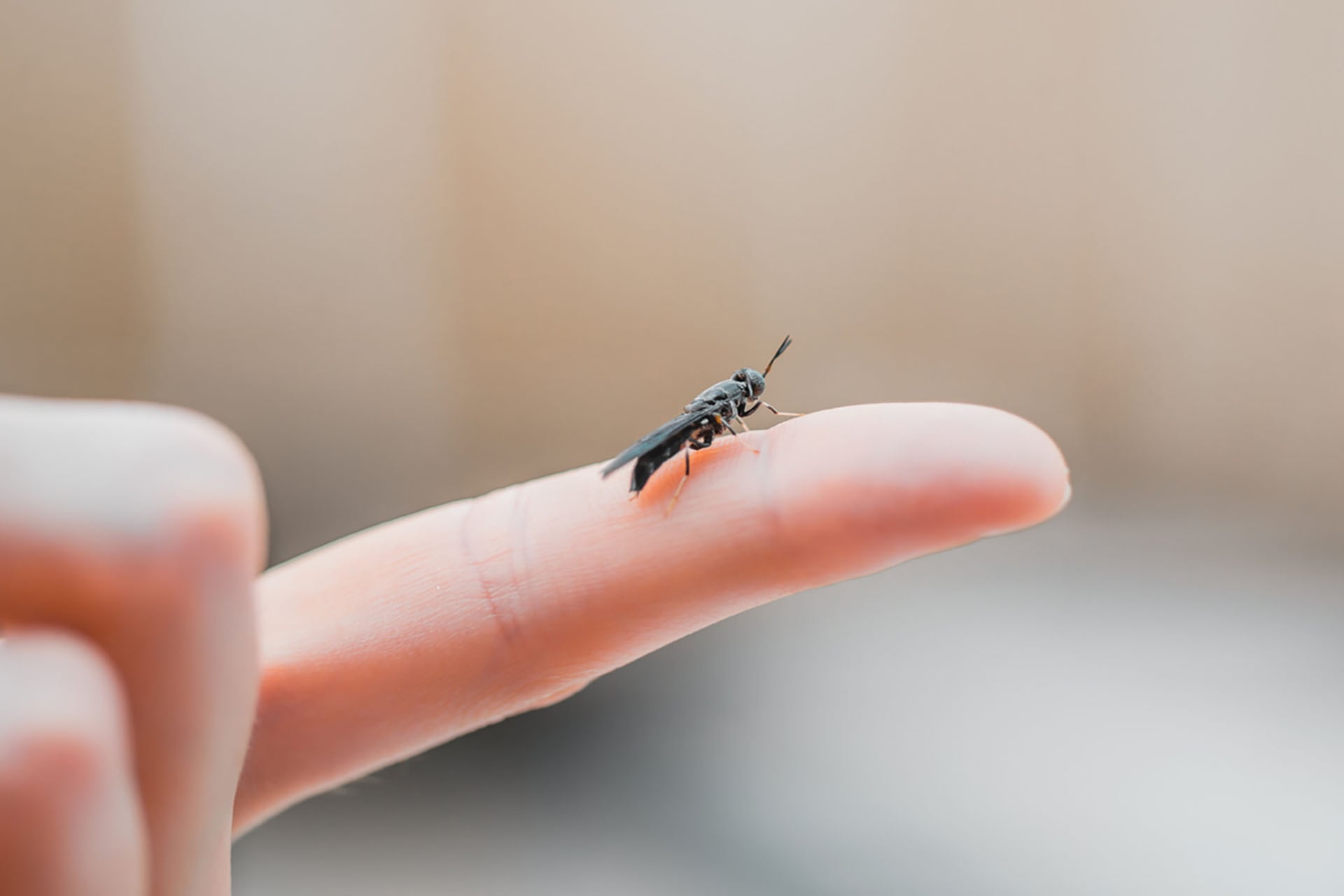 Mouche Soldat Noire Innovafeed