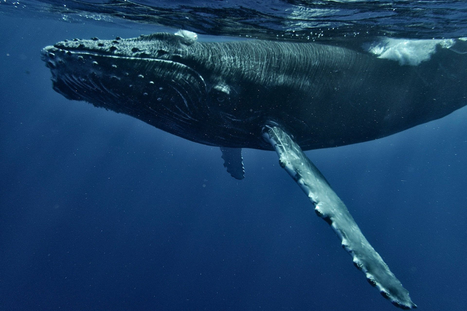 Baleine (2)