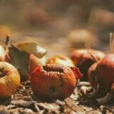 Gaspillage Alimentaire