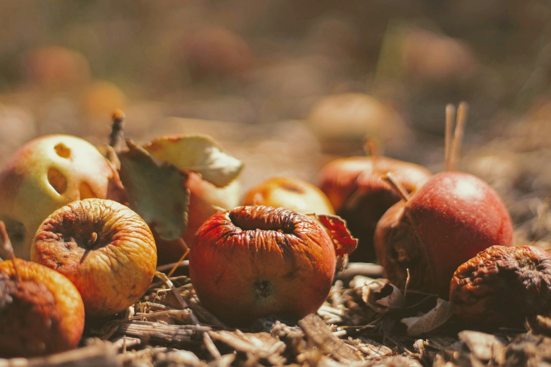 Gaspillage Alimentaire