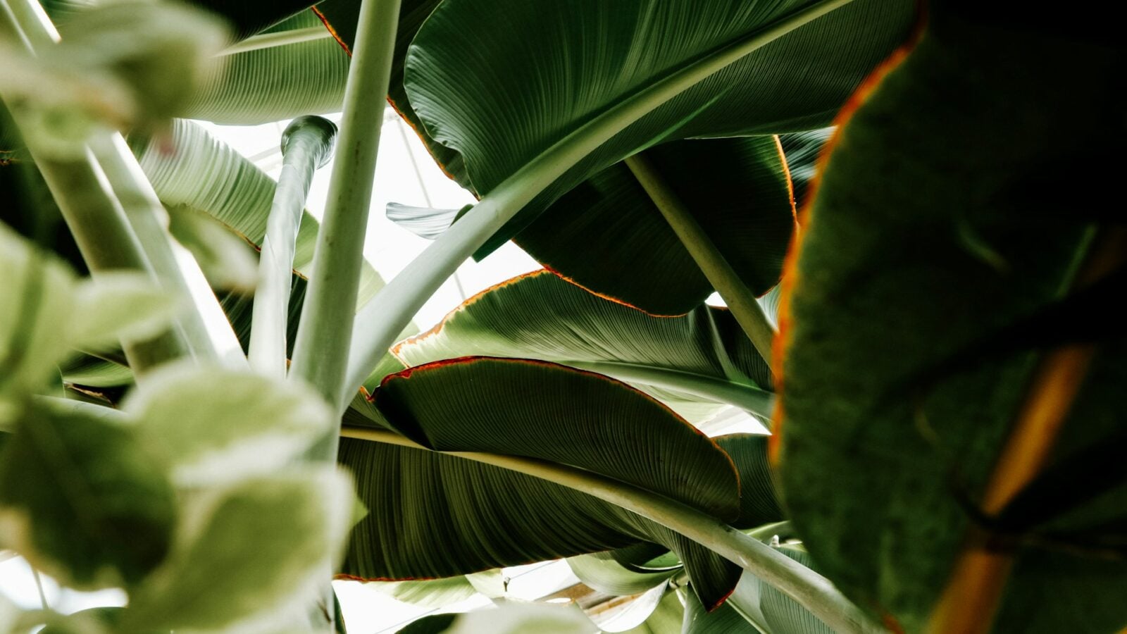 Plantes terrestres : une survie projetée à 1,87 milliard d’années
