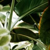 Plantes