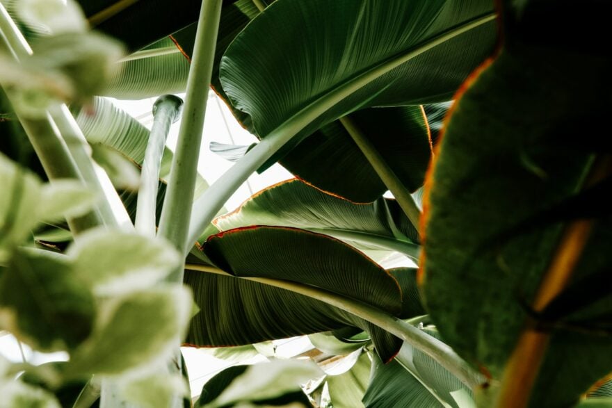 Des scientifiques calculent la date de disparition des dernières plantes sur Terre : une longévité exceptionnelle