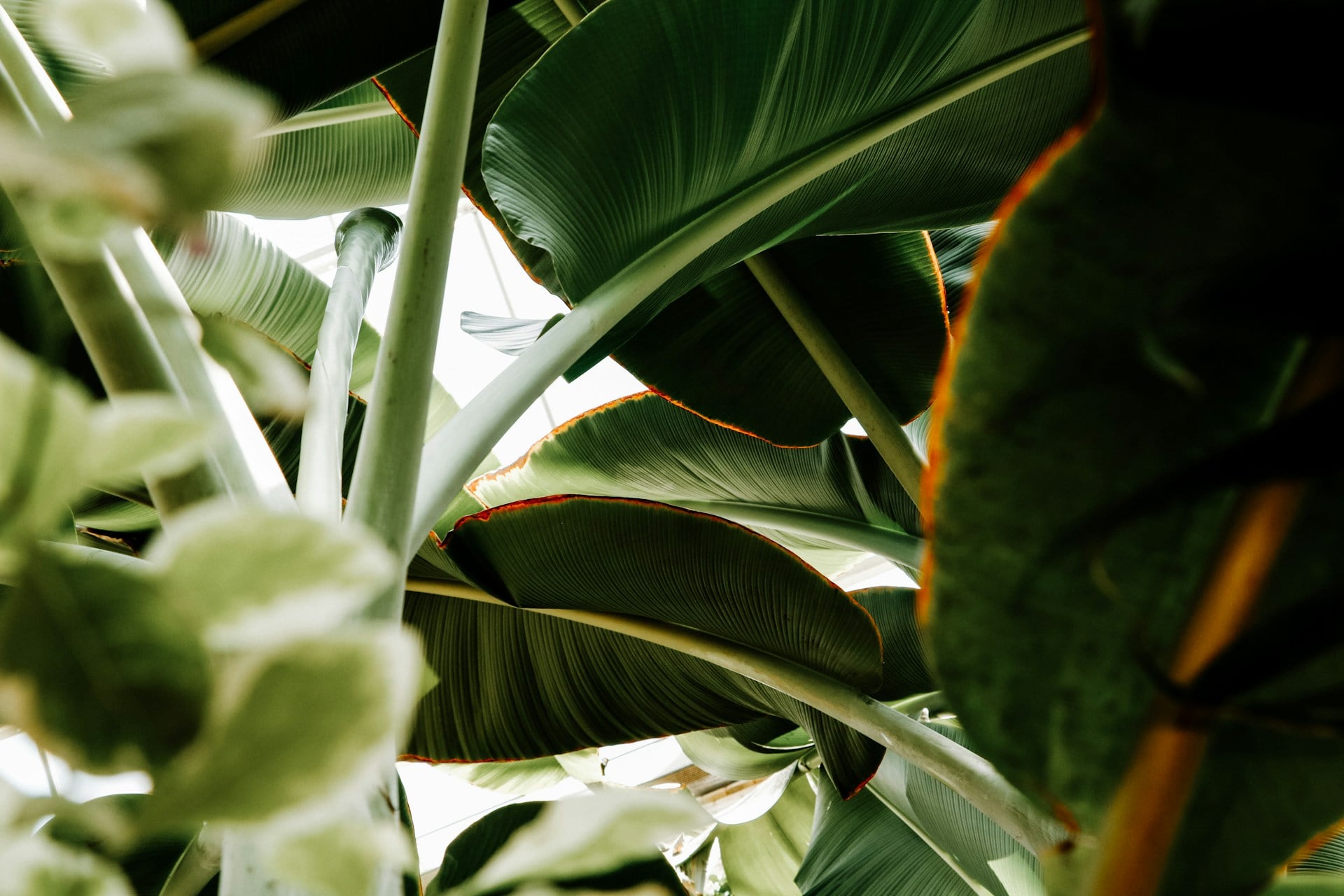 Plantes