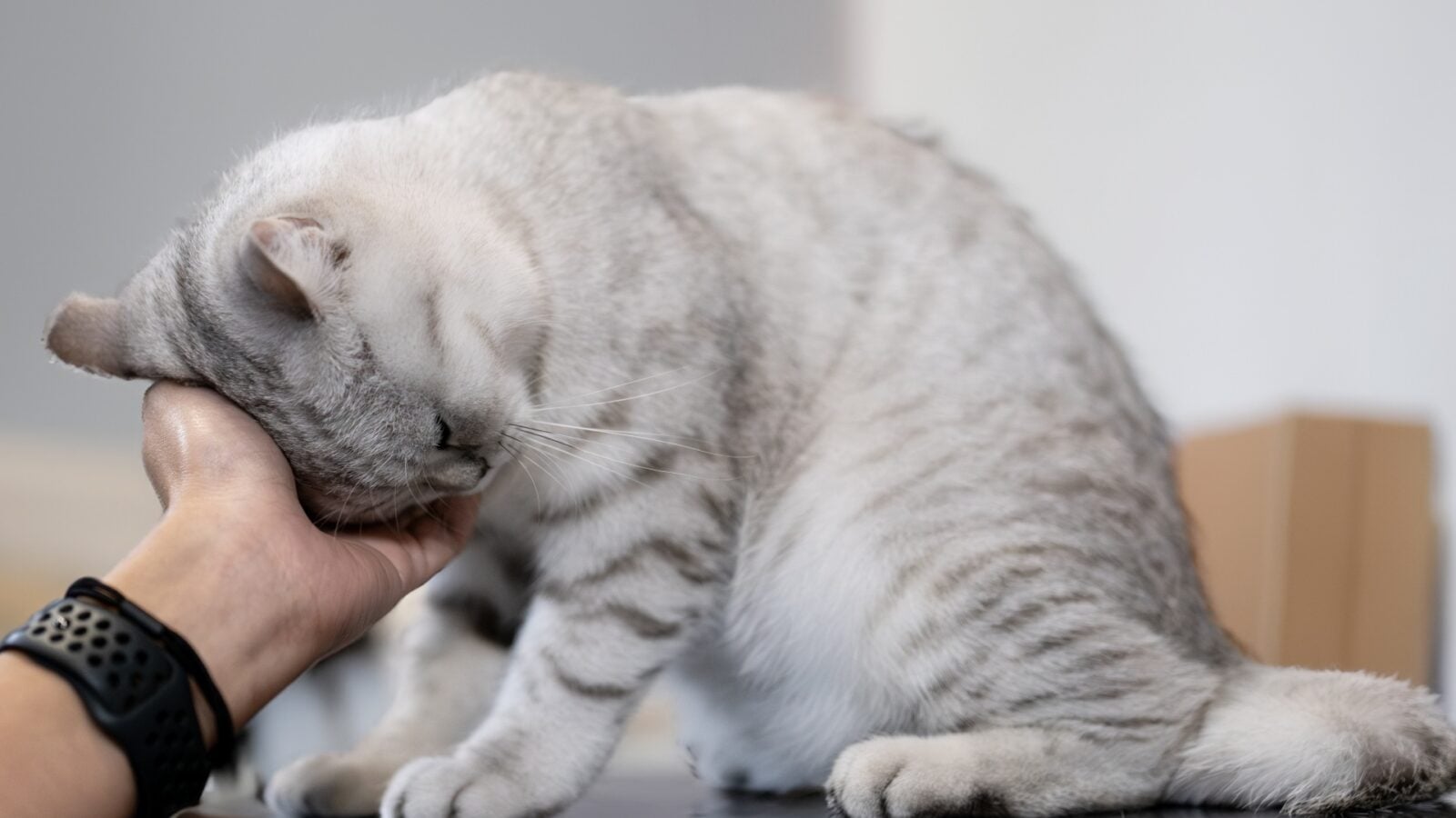 Chat : il ne se frotte pas que pour les caresses, la réalité est bien plus complexe et chimique