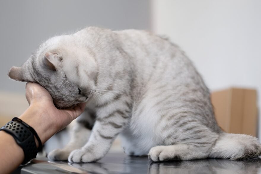Chat : il ne se frotte pas que pour les caresses, la réalité est bien plus complexe et chimique