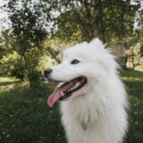 chien animal de compagnie permis examen europe
