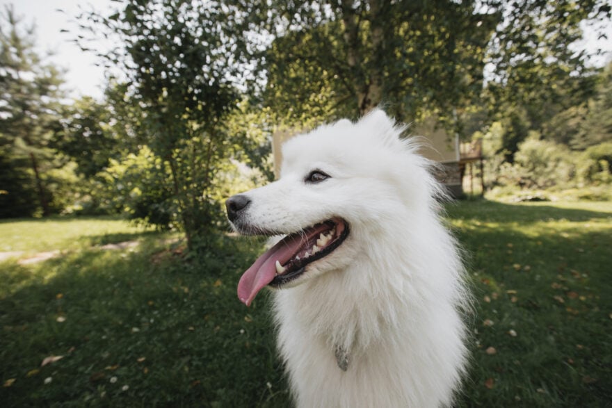 chien animal de compagnie permis examen europe