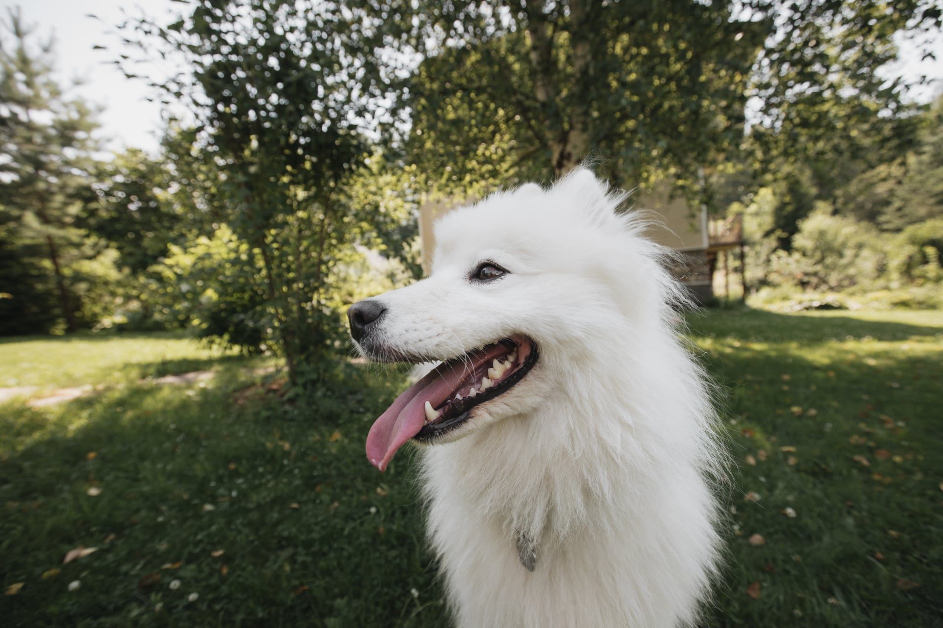 chien animal de compagnie permis examen europe