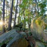 Foret Fontainebleau