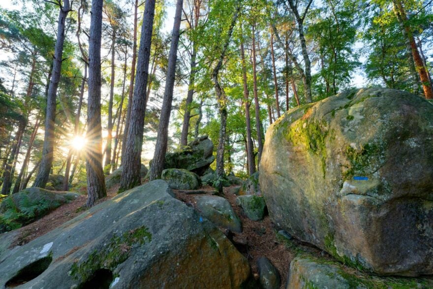 Foret Fontainebleau
