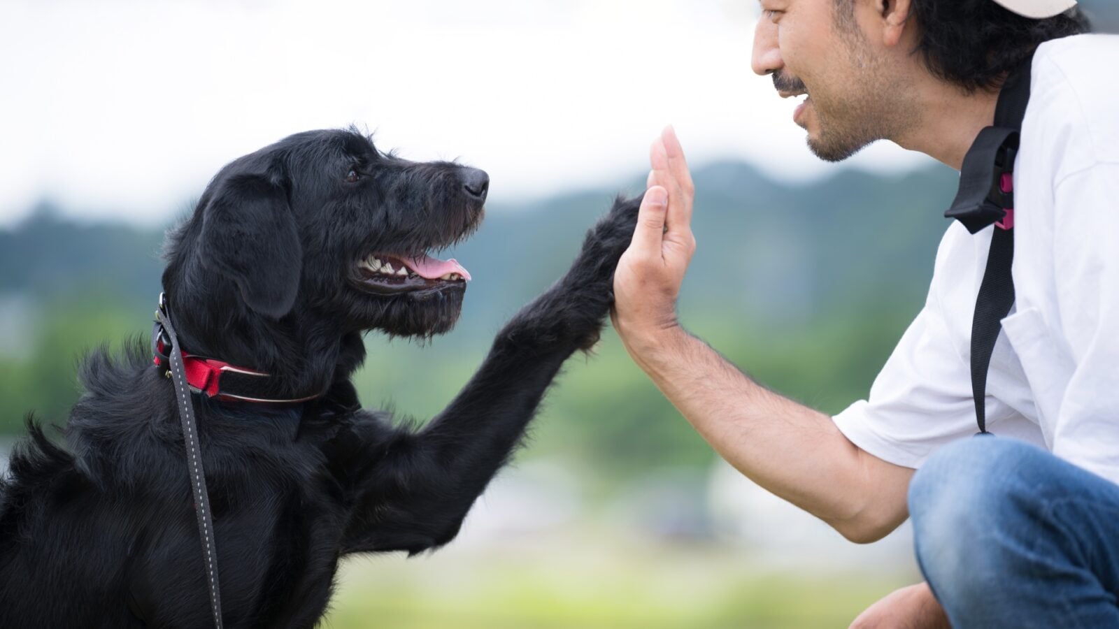 Pour en finir avec les abandons, le permis pour avoir un chien débarque et voici l’examen