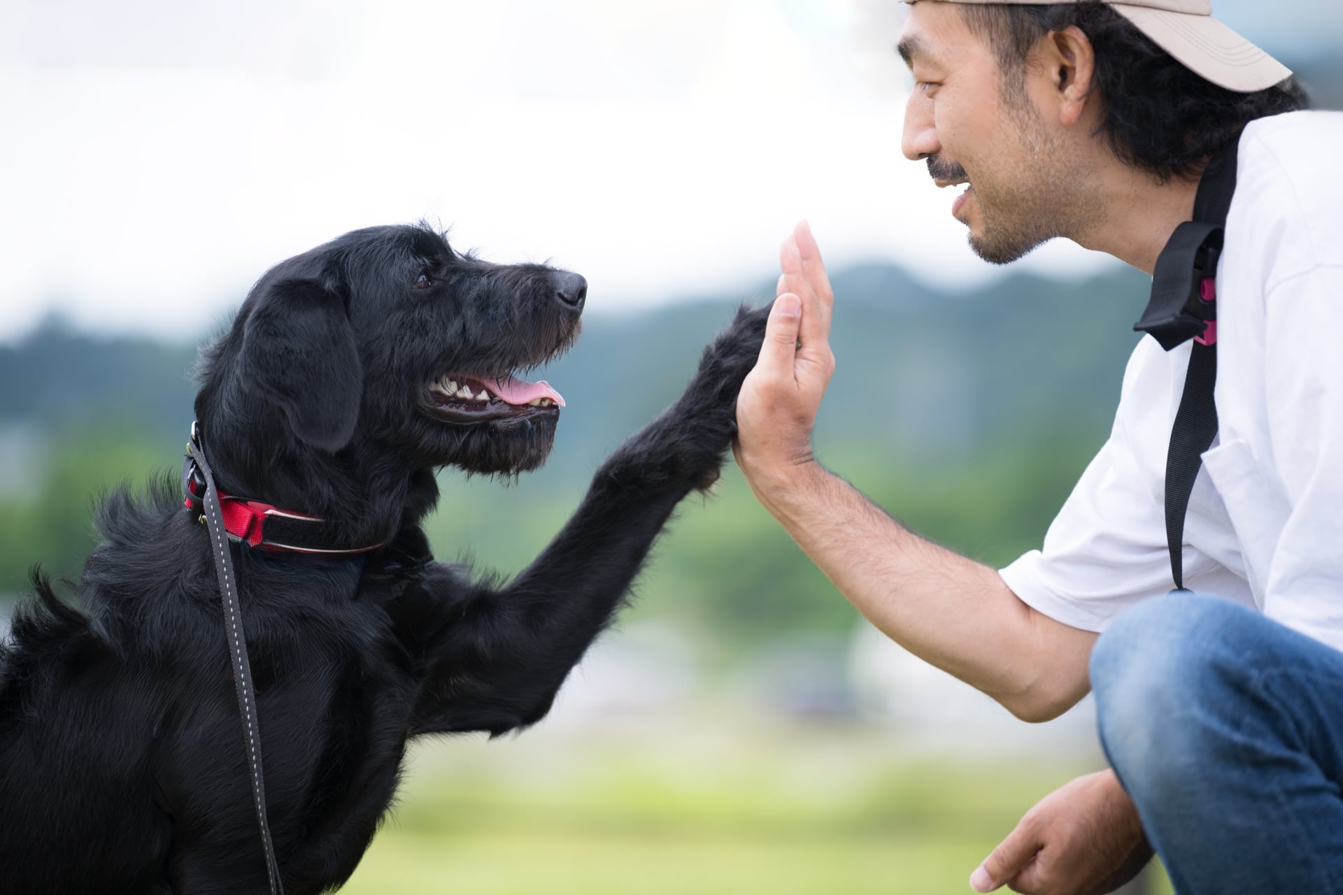 Permis Chien