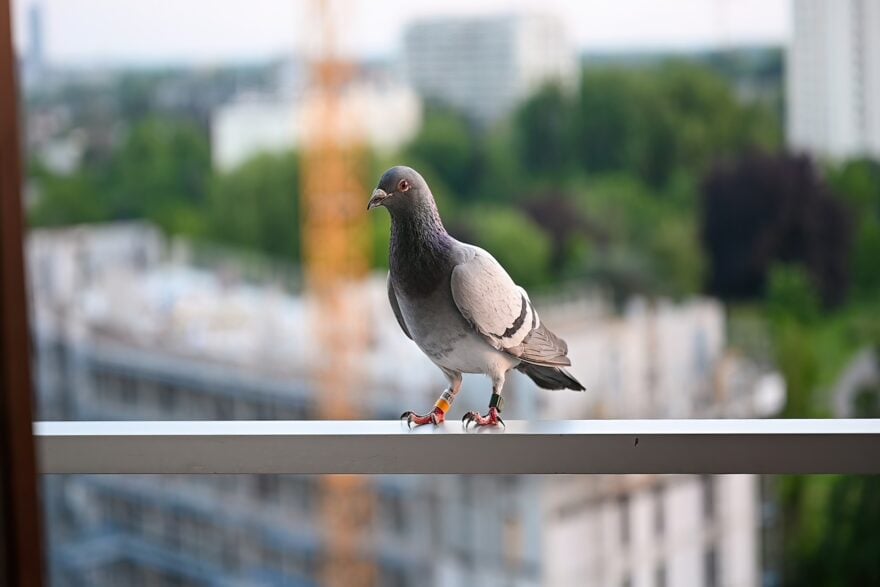 pigeon voyageur