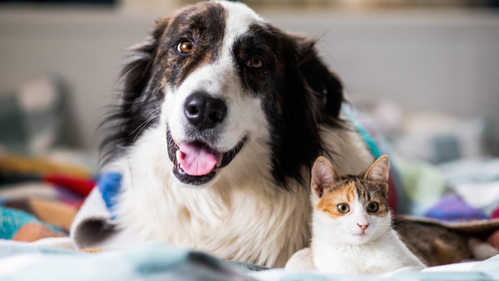 La puce électronique sera obligatoire sur tous les chiens et chats en Europe : tout ce que vous devez savoir pour être dans la légalité