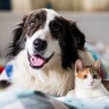Chiens Chats Puce