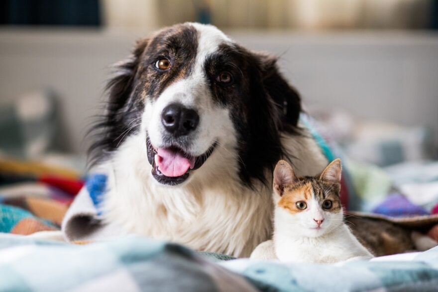 La puce électronique sera obligatoire sur tous les chiens et chats en Europe : tout ce que vous devez savoir pour être dans la légalité