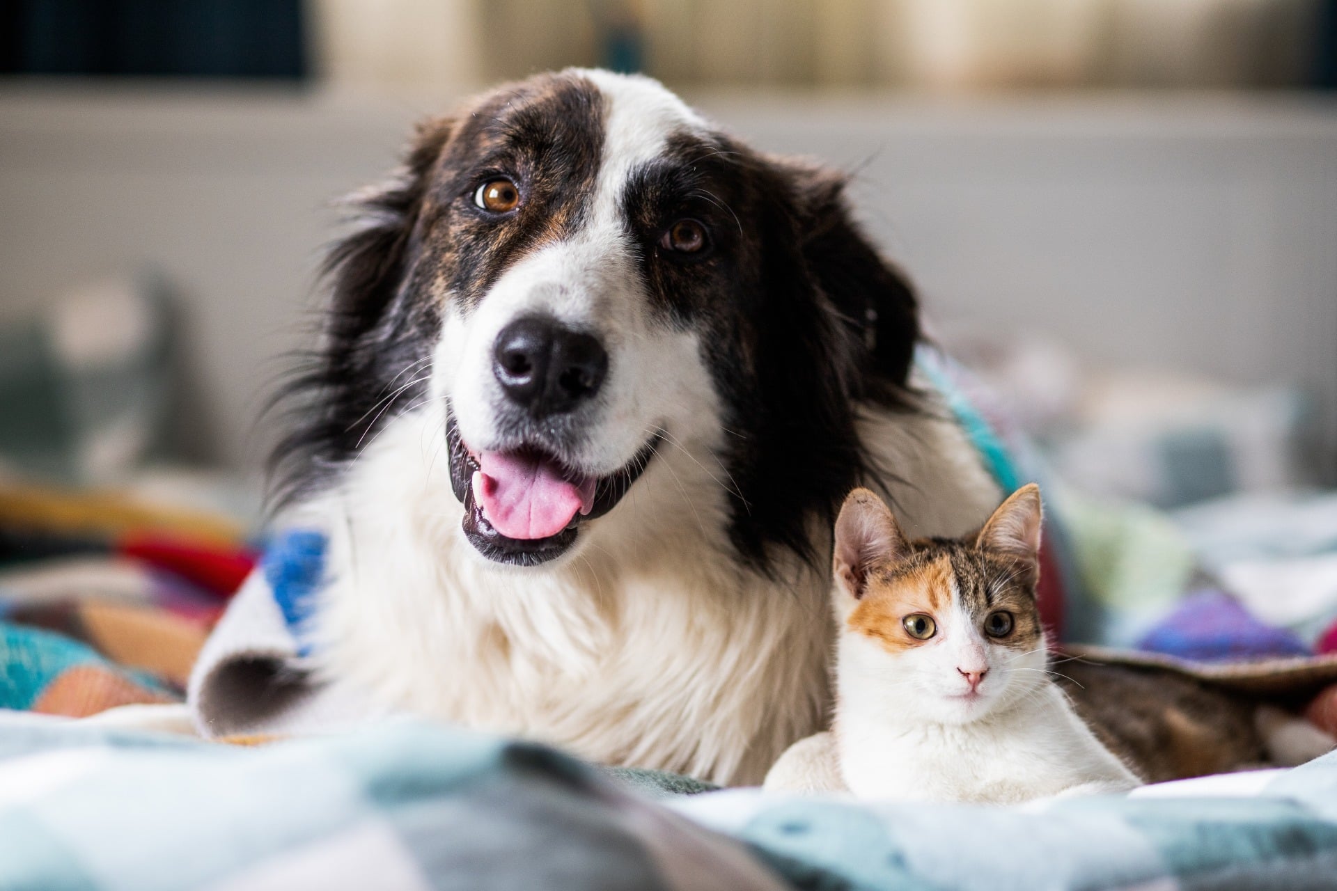 Chiens Chats Puce